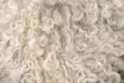 Isolation laine de mouton illustration